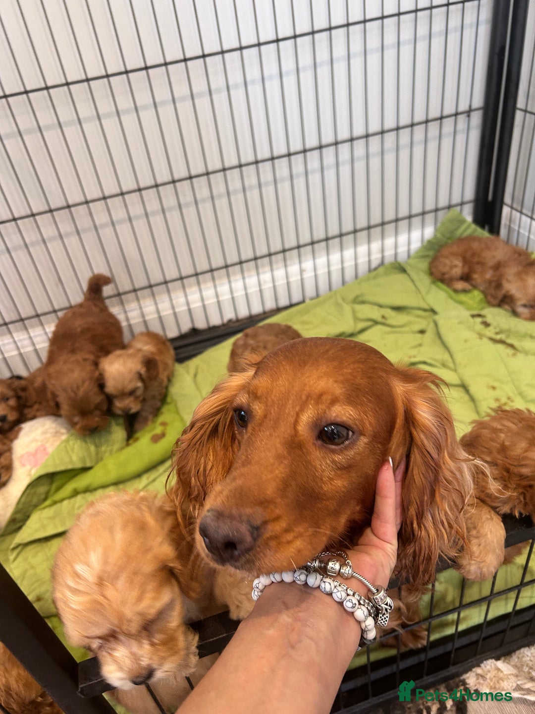 Cockapoo dogs for sale: Litter of 8 F1 cocapoos - Image 4