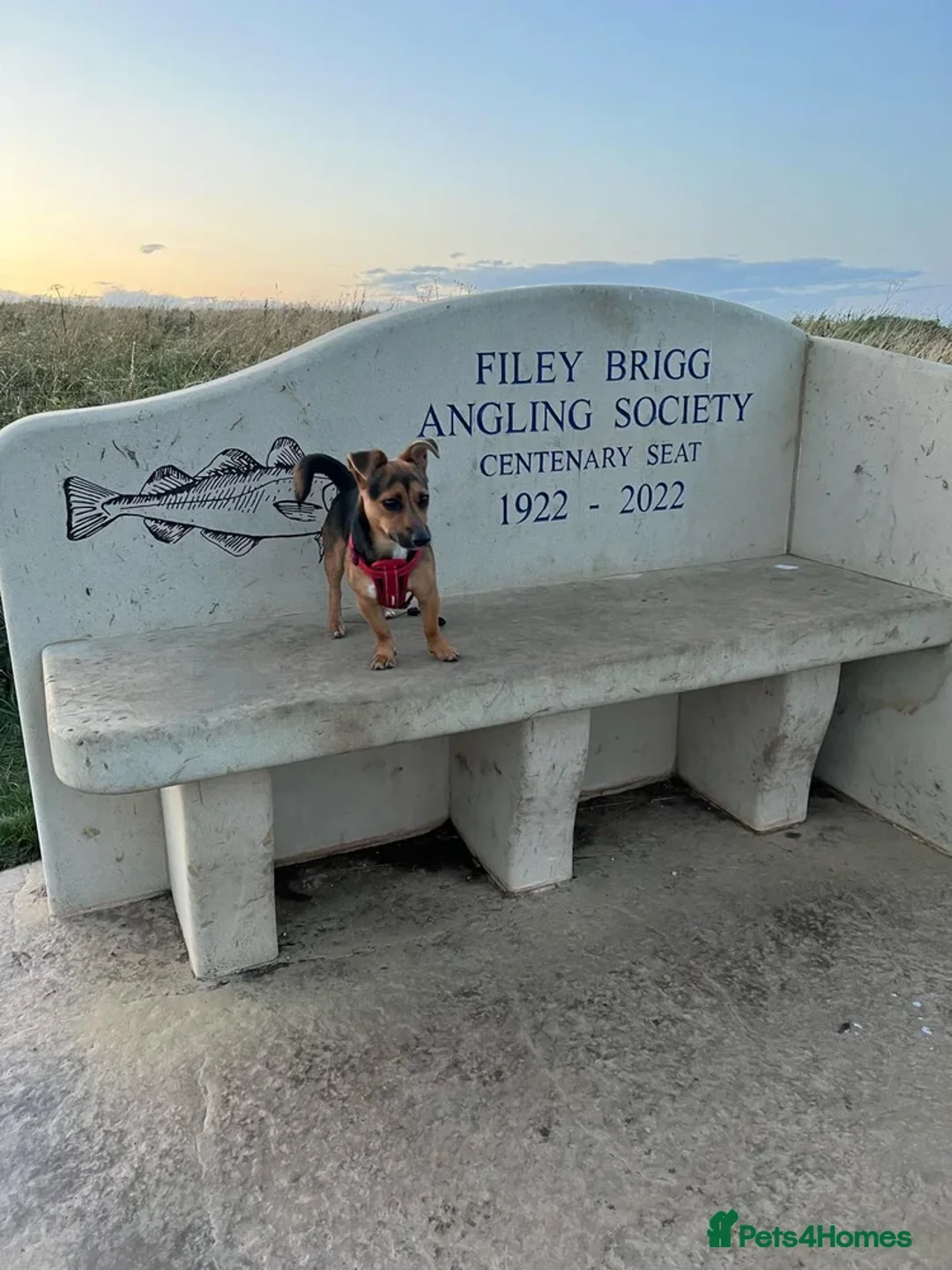 Jack Russell dogs for stud: GORGEOUS & ADORABLE JACK RUSSELL FOR STUD  in Middlewich - Advert 8