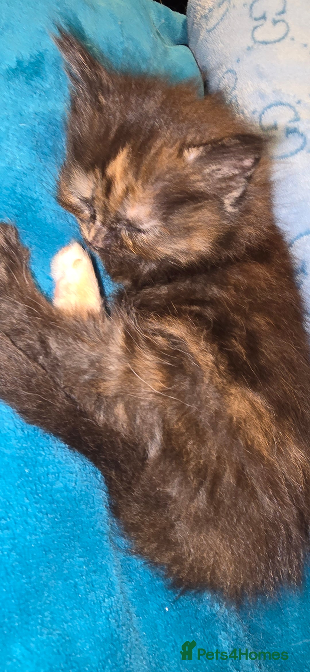 Maine Coon cats for sale: Amazing Mainecoon - Advert 7