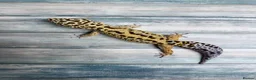 Leopard Gecko reptiles for sale: Last few leopard gecko when they gone they gone !! - Advert 7