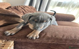 Dobermann dogs for sale: 10 week old Doberman Bitch  - Image 5