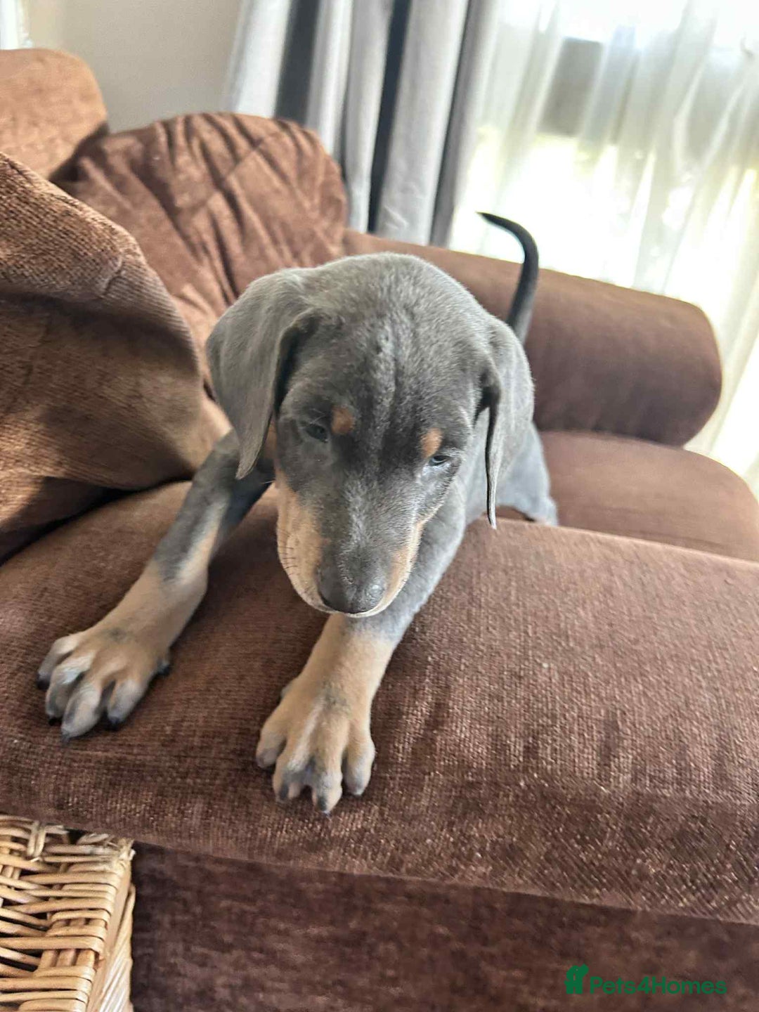 Dobermann dogs for sale: 10 week old Doberman Bitch  - Image 5