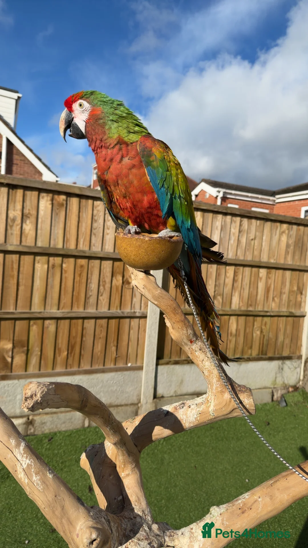 Macaws birds for sale: Shamrock Macaw – Rare, Striking & Elite Companion - Advert 4