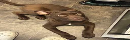 Mixed Breed dogs for sale: Presa pup  - Advert 4