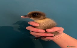 Ducks poultry for sale: Indian runner ducklings - Image 13