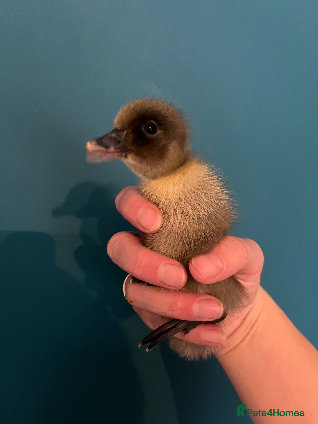 Ducks poultry for sale: Indian runner ducklings - Image 13