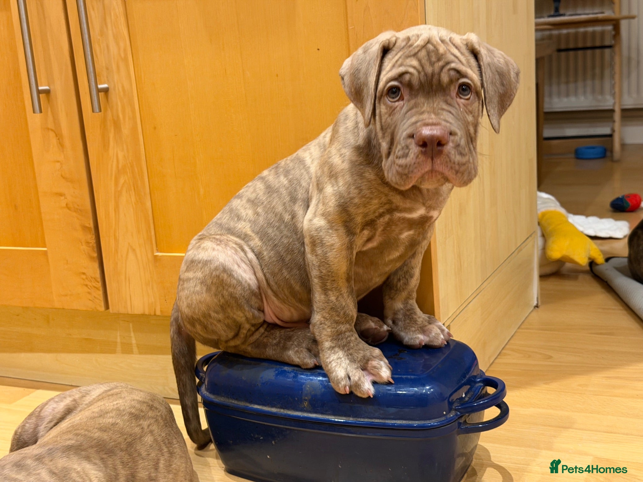 Mixed Breed dogs Last girl & boy puppies available  - Advert 13