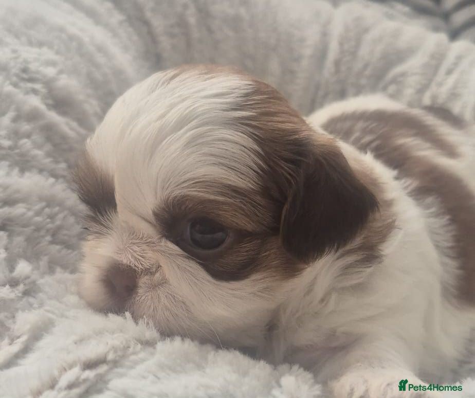 Shih Tzu dogs Beautiful  shihtzu  - Advert 2