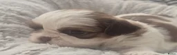 Shih Tzu dogs for sale: Beautiful  shihtzu  - Advert 6