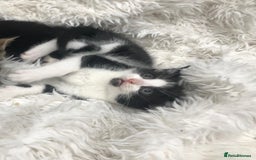 Mixed Breed cats for sale: Lovely kittens 8 weeks old  - Image 23