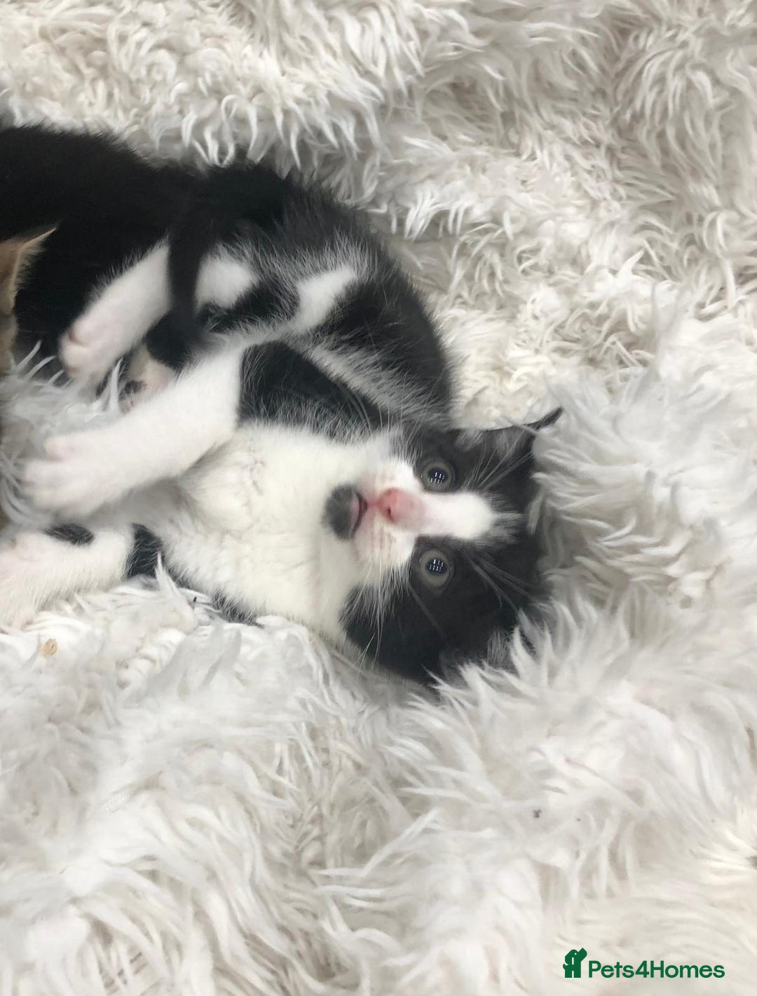 Mixed Breed cats for sale: Lovely kittens 8 weeks old  - Image 23