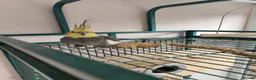 Cockatiels birds for sale: Pair of Cockatiel 3-4 years old in Dewsbury - Advert 3
