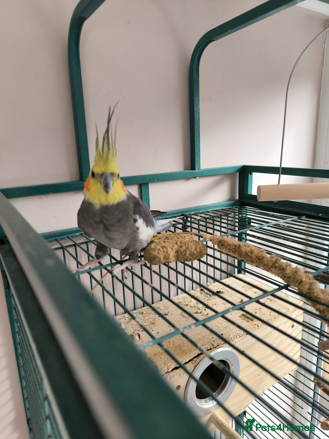 Cockatiels birds for sale: Pair of Cockatiel 3-4 years old in Dewsbury - Advert 3