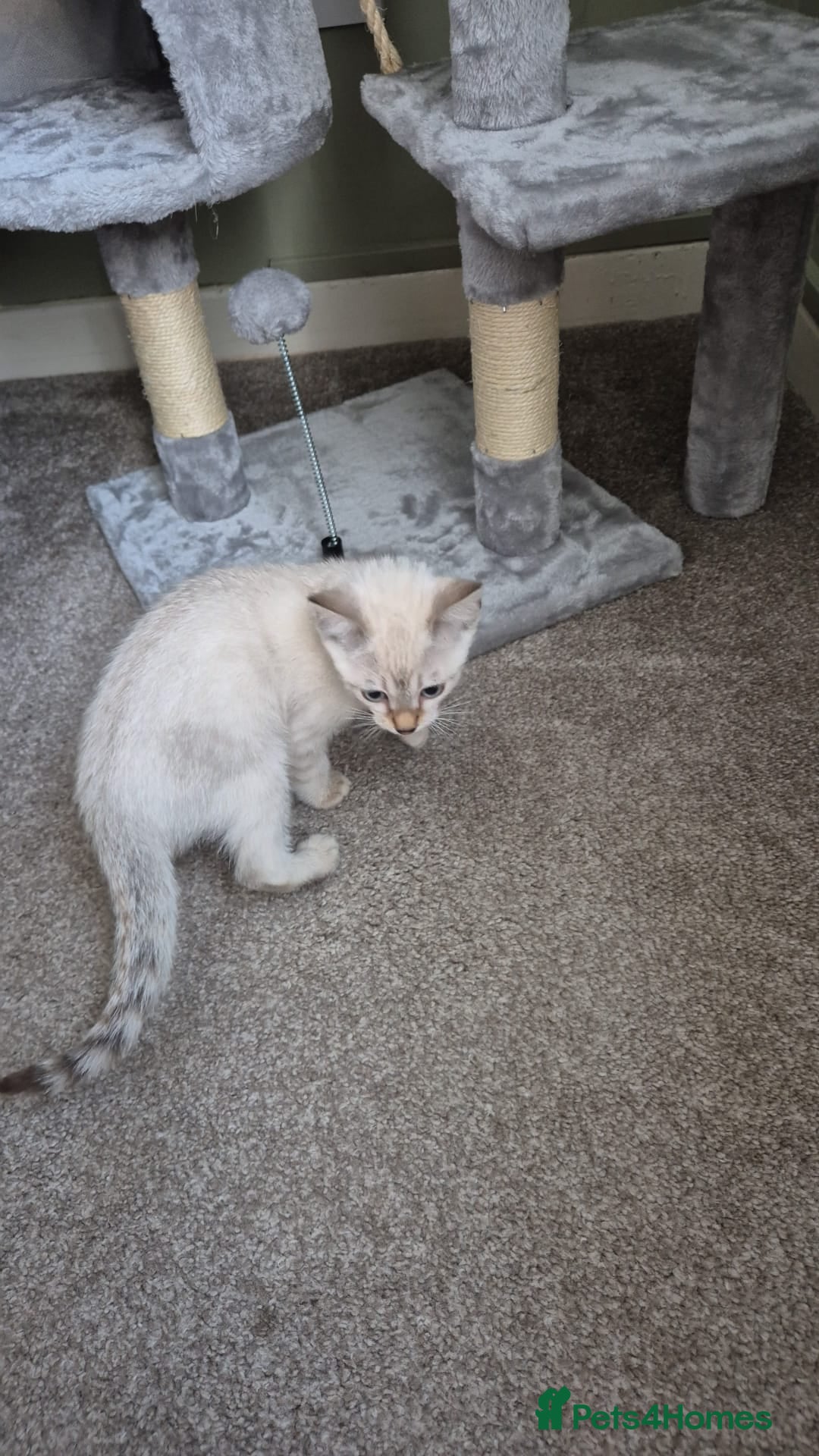 Bengal cats for sale: Guaranteed to be Cuddly *ready now*   - Advert 19