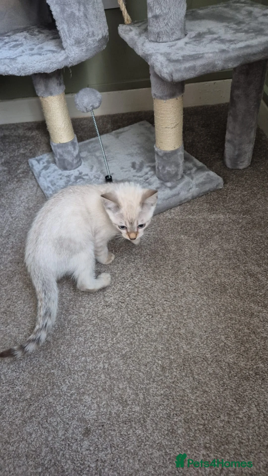 Bengal cats for sale: Guaranteed to be Cuddly *ready now*   - Advert 19