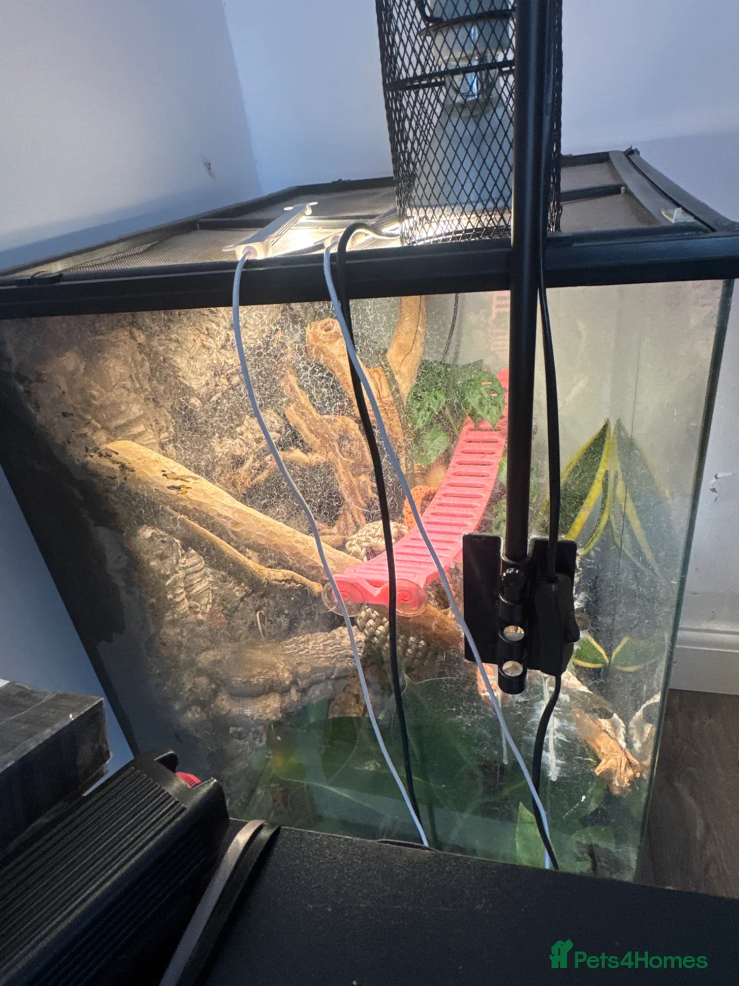 Gecko reptiles for sale: Female Crested gecko and full setup for sale.  in Birmingham - Advert 2