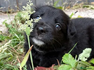 Mixed Breed dogs *Border collie cross* - Advert 4