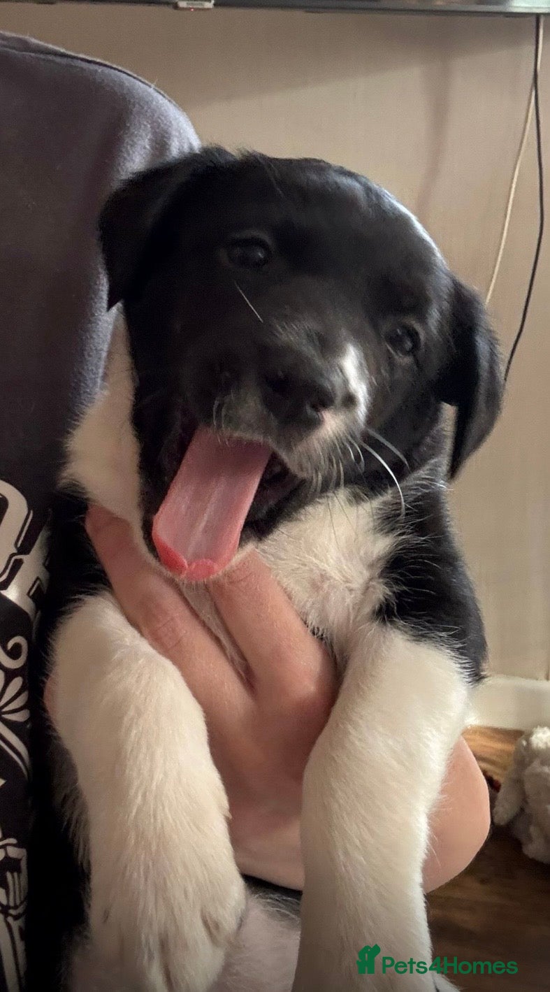 Mixed Breed dogs Beautiful Border Jack Puppies for Sale 🐶 - Advert 2