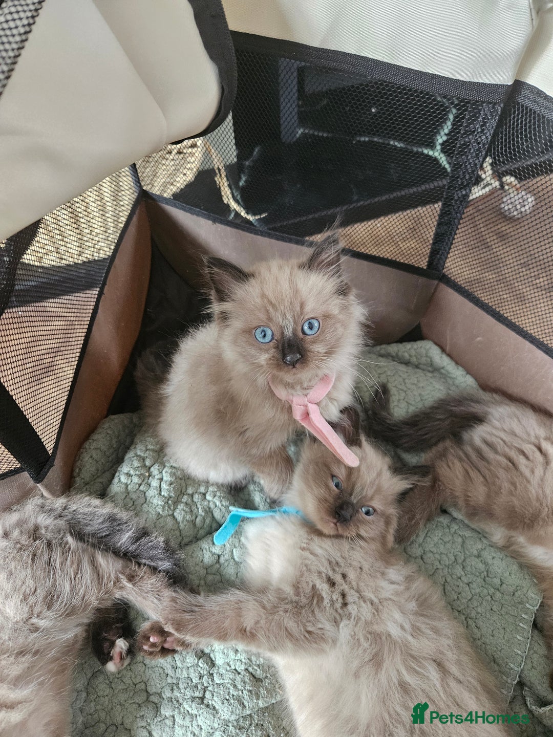Ragdoll cats for sale: Beautiful Ragdoll Kittens  - Image 5
