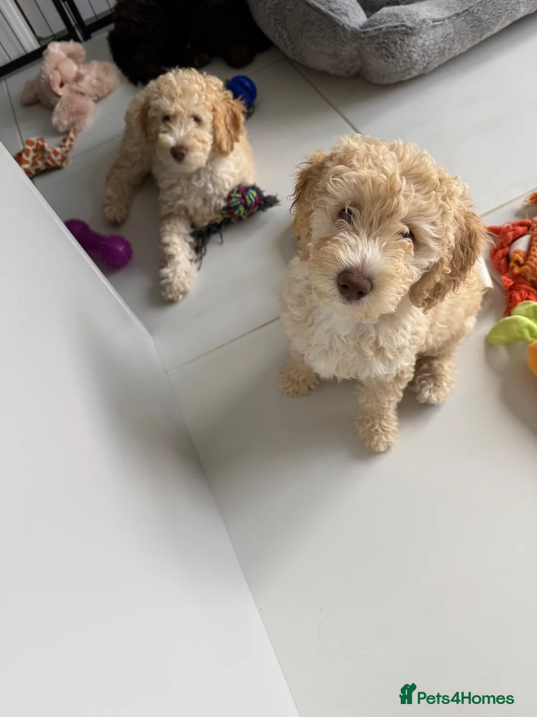 Labradoodle dogs for sale: Beautiful labradoodle puppies! - Advert 2