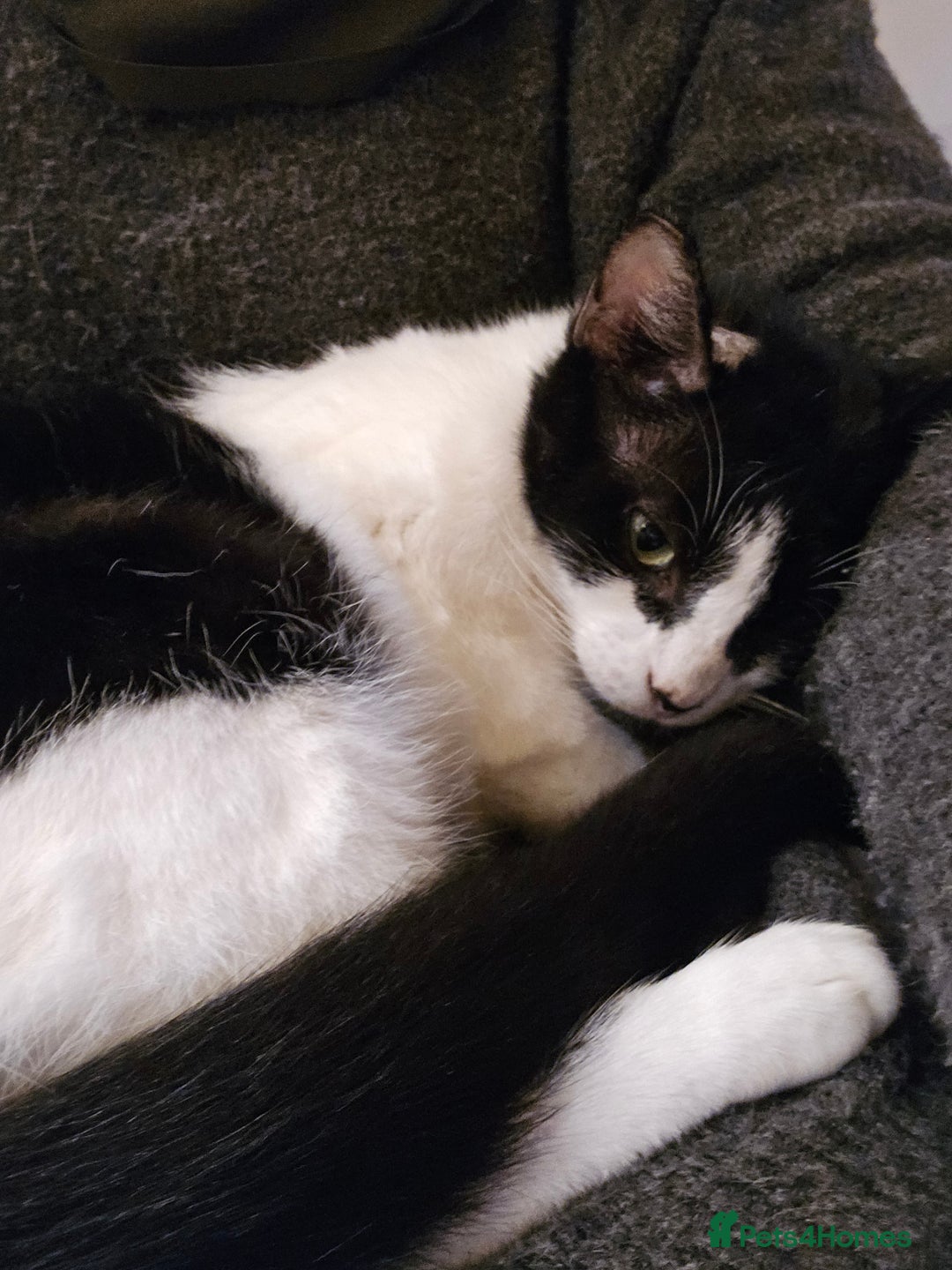 Mixed Breed cats for adoption: [Indoors Only] Thomas - The perfect impurrfect boy - Advert 2