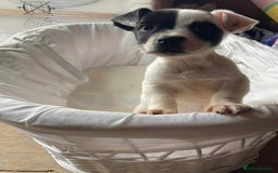 Mixed Breed dogs for sale: Staffordshire Bull Terrier x Jack Russell  - Image 4