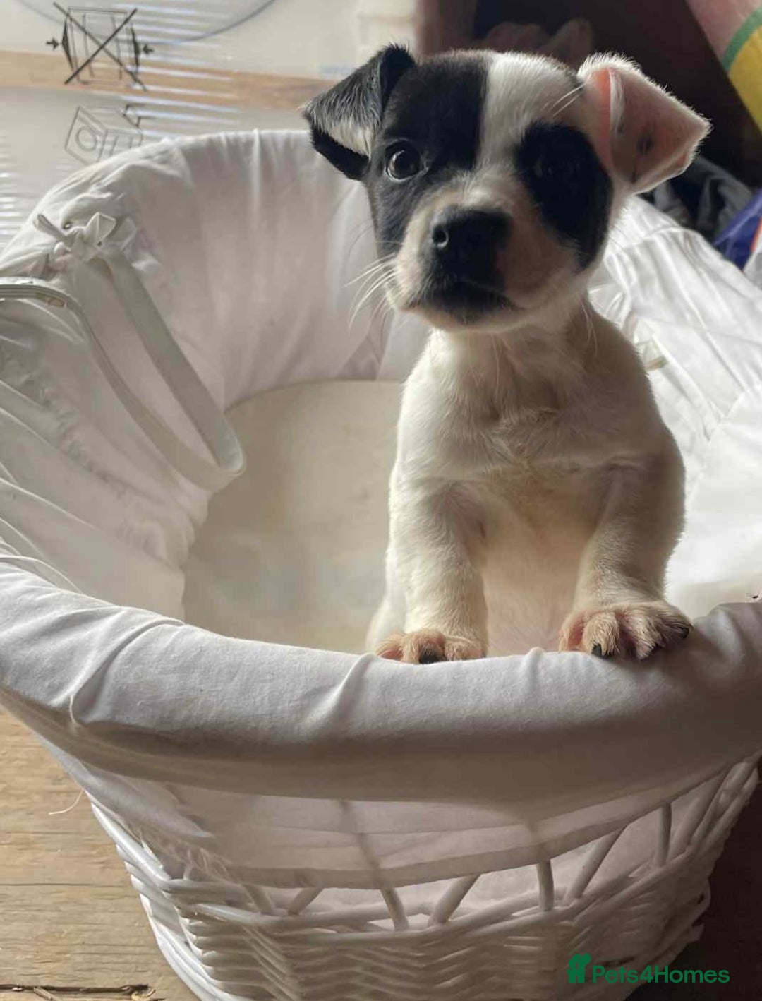 Mixed Breed dogs for sale: Staffordshire Bull Terrier x Jack Russell  - Image 4
