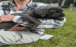 Cane Corso dogs for sale:  Stunning Cane Corso Puppies Ready - Image 5