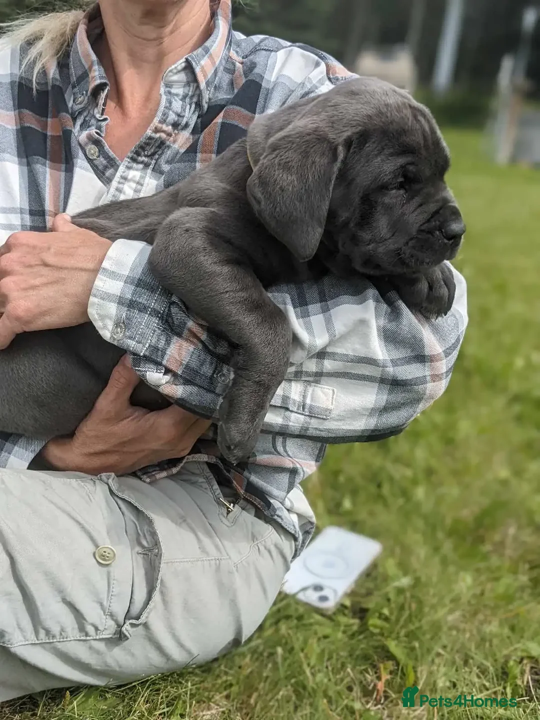 Cane Corso dogs for sale:  Stunning Cane Corso Puppies Ready - Image 5