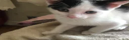 Domestic Shorthair cats for sale: Black and white domestic short hair boy kittens in Buxton - Advert 4
