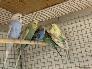 Budgerigars birds Budgies - Advert 2