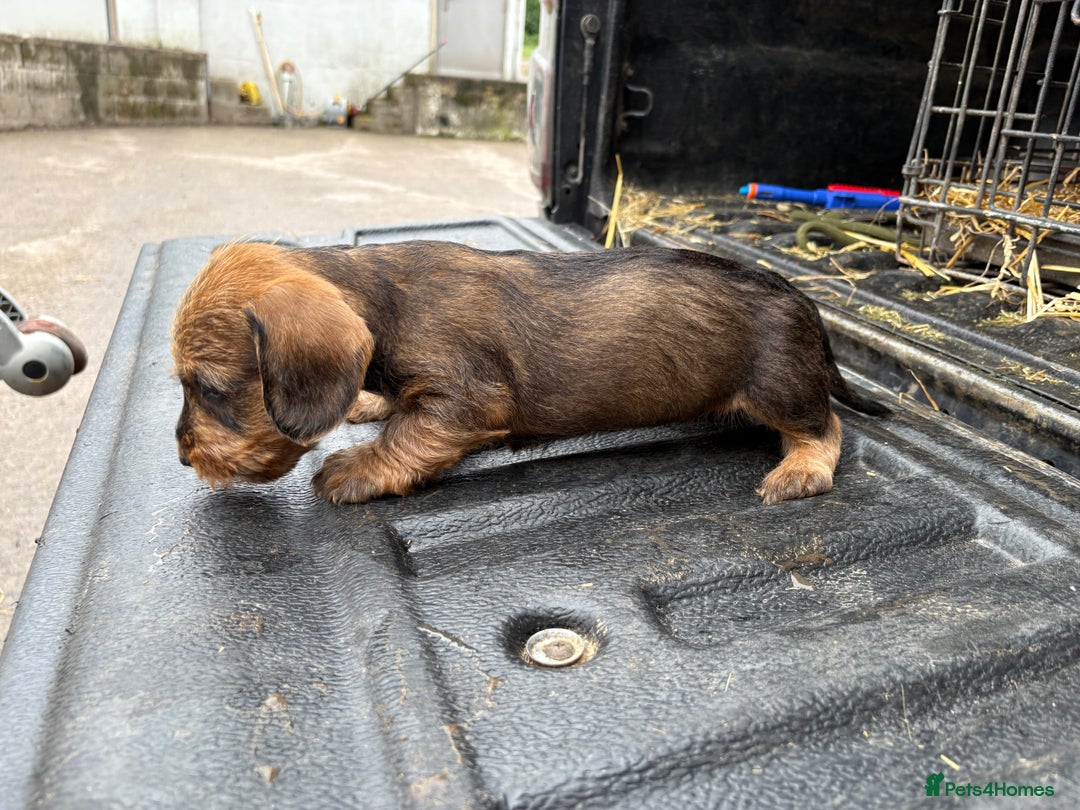 Dachshund dogs for sale: Wirehaired Dachshund (Teckel) Pups  - Image 15