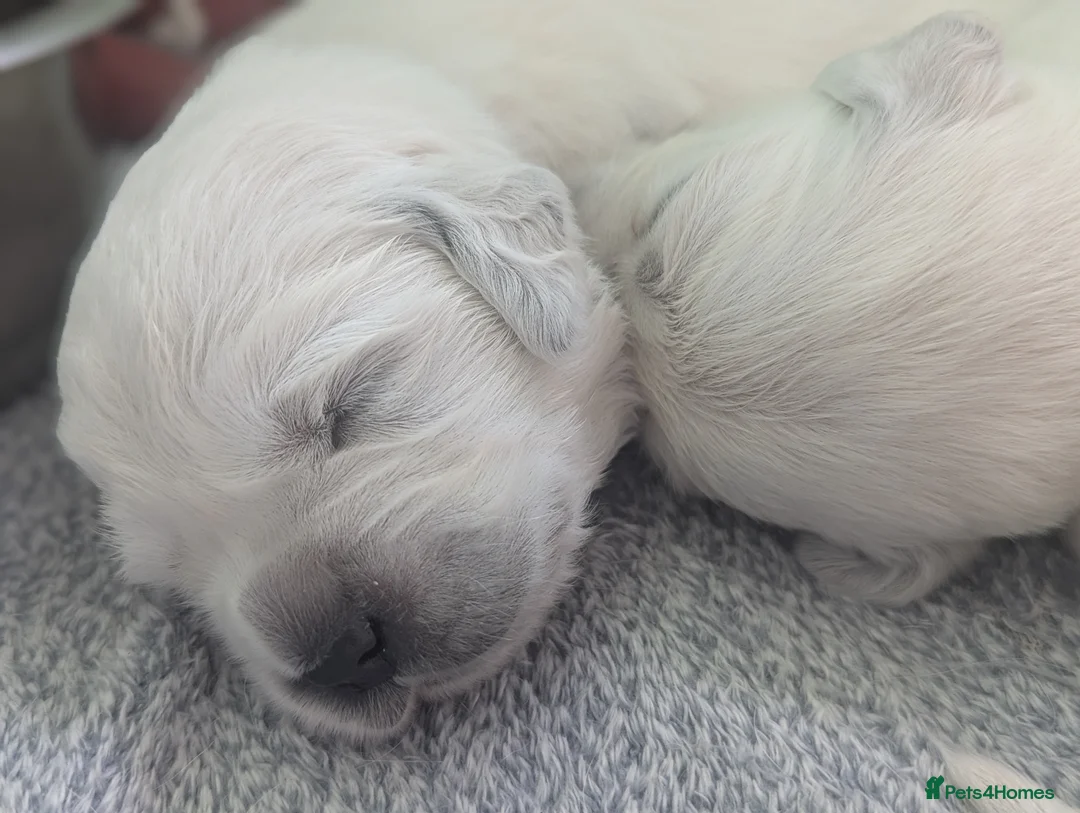 Golden Retriever dogs for sale: 🐾6  Golden Retriever Puppies! 🐾 - Advert 18