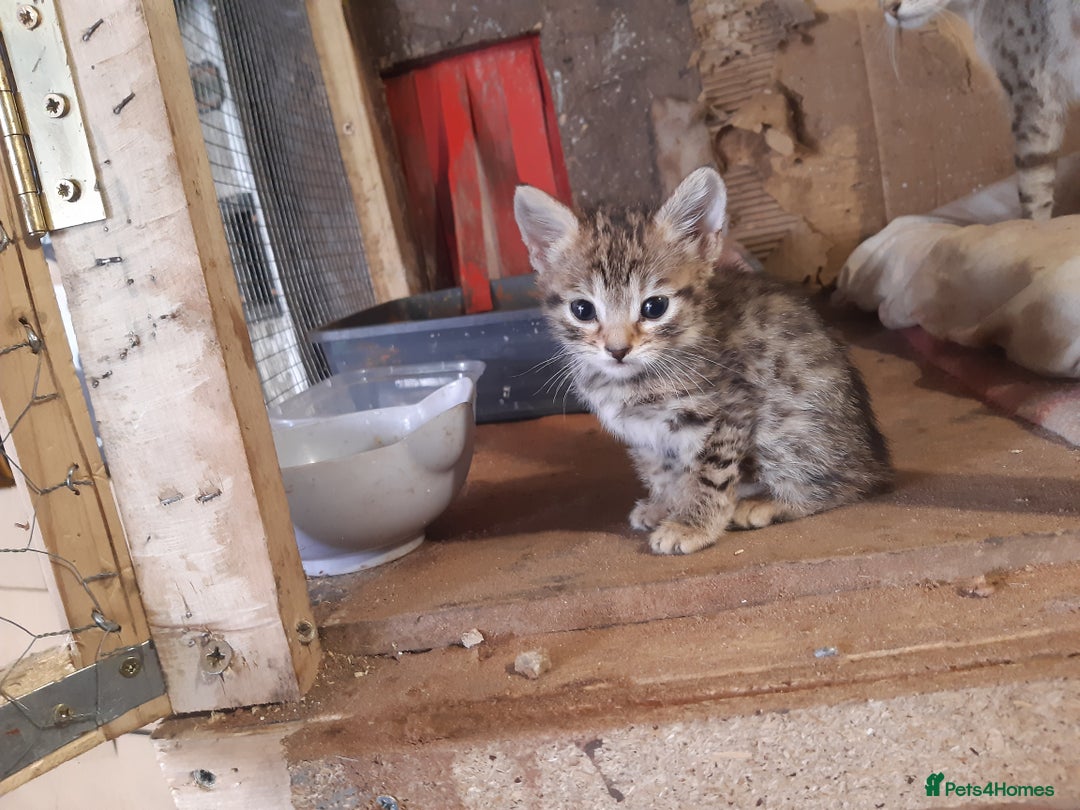 Savannah cats for sale: Savanna f5 kitten,female, - Image 3