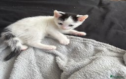 Mixed Breed cats for sale: Kitten - Image 1