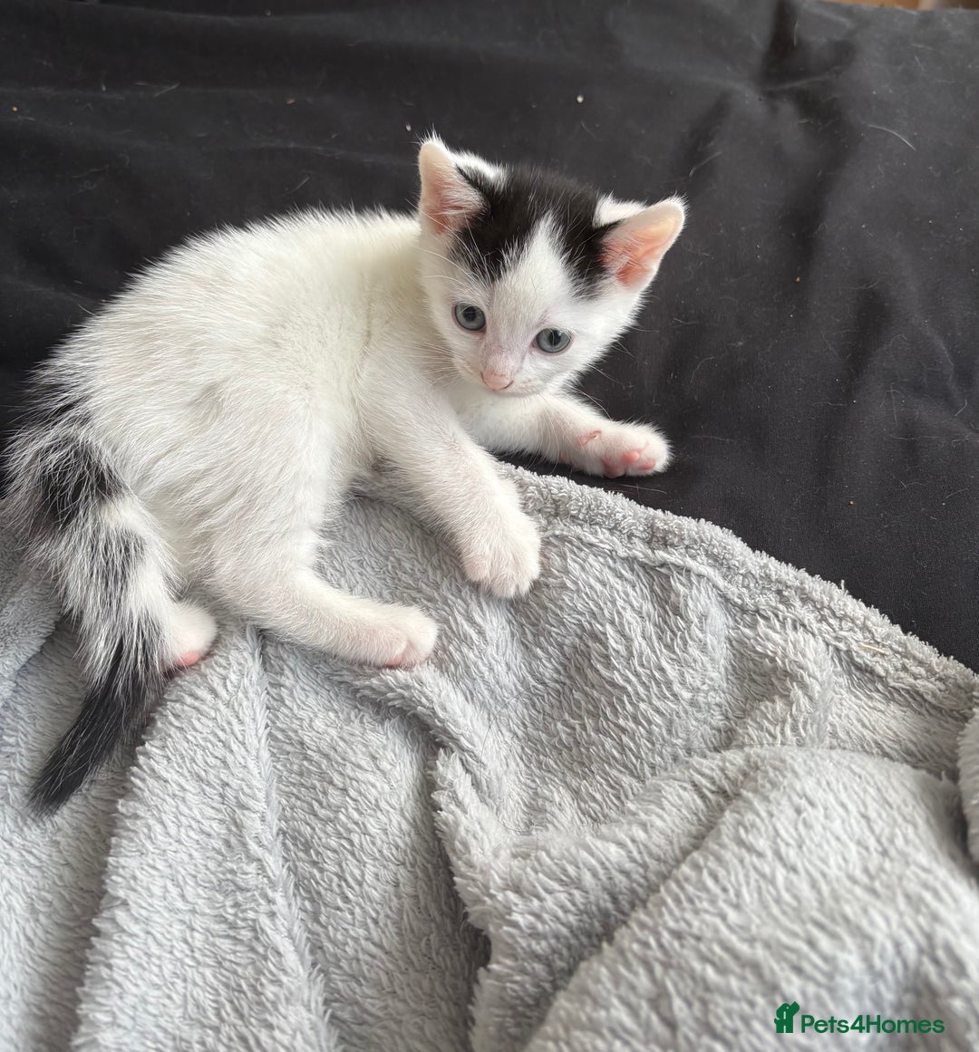 Mixed Breed cats for sale: Kitten - Image 1