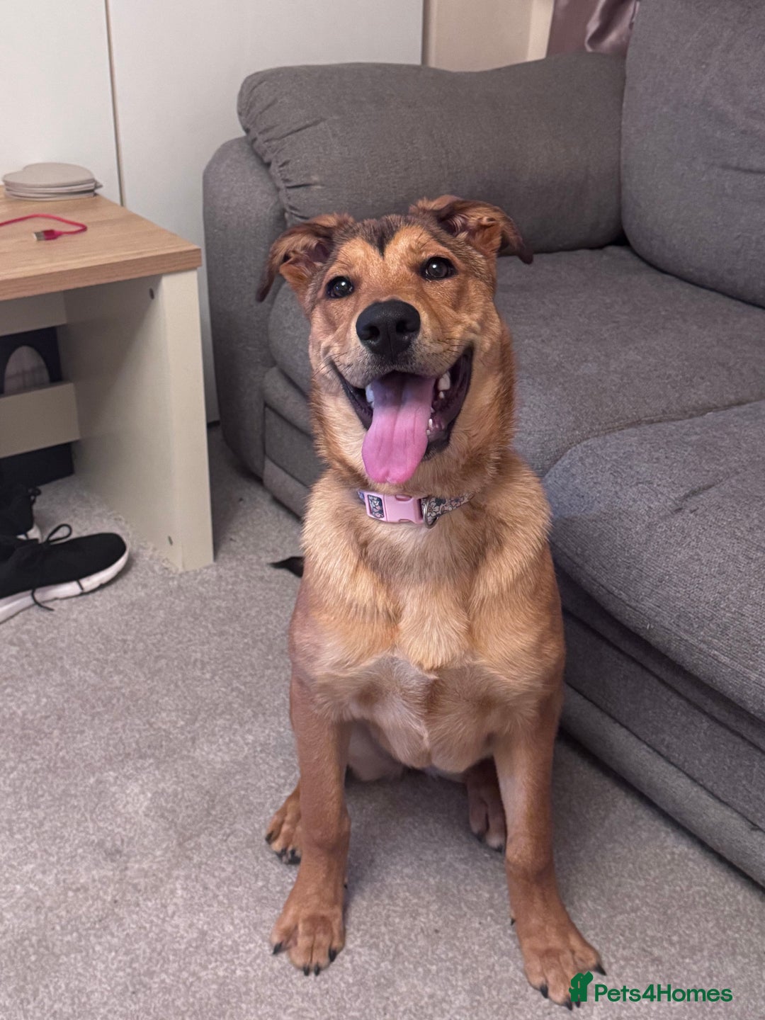 Mixed Breed dogs for sale: Loving and energetic  - Advert 1