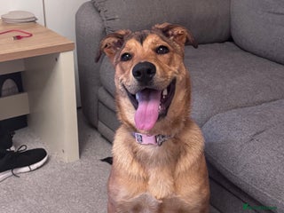 Mixed Breed dogs Loving and energetic - Advert 1