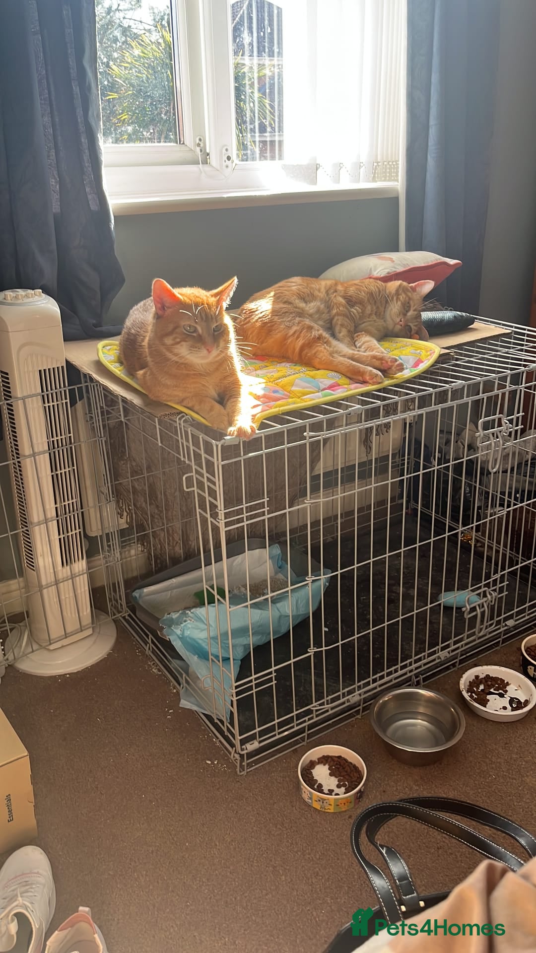 Mixed Breed cats for sale: Rehoming message for lower price - Image 3