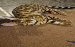 Bengal cats for sale:  🌟 Stunning Bengal Kittens  🌟 🥰🥰 - Image 19