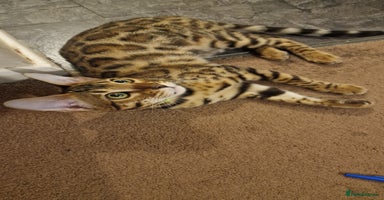 Bengal cats - Advert 3