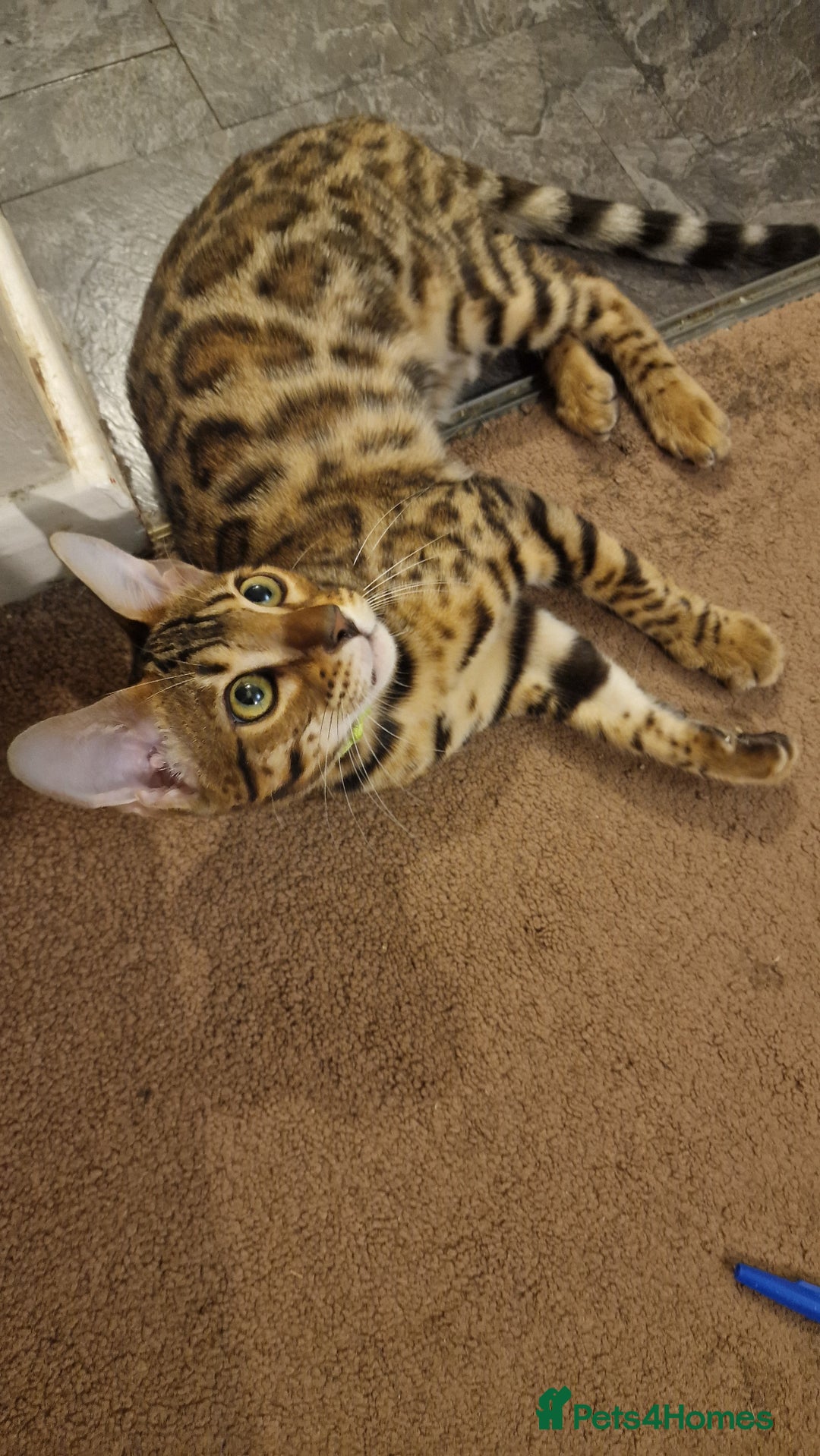 Bengal cats for sale:  🌟 Stunning Bengal Kittens  🌟 🥰🥰 - Image 19