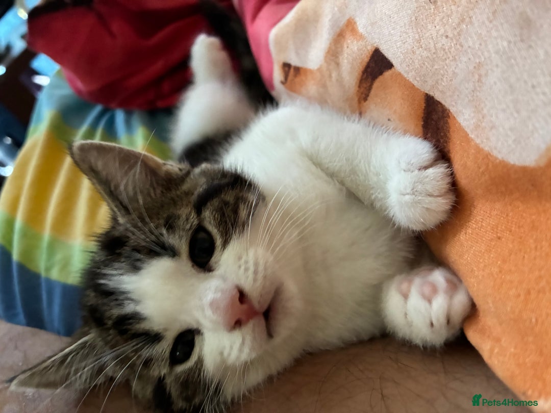 Mixed Breed cats for sale: 2 female playful kittens - Image 4