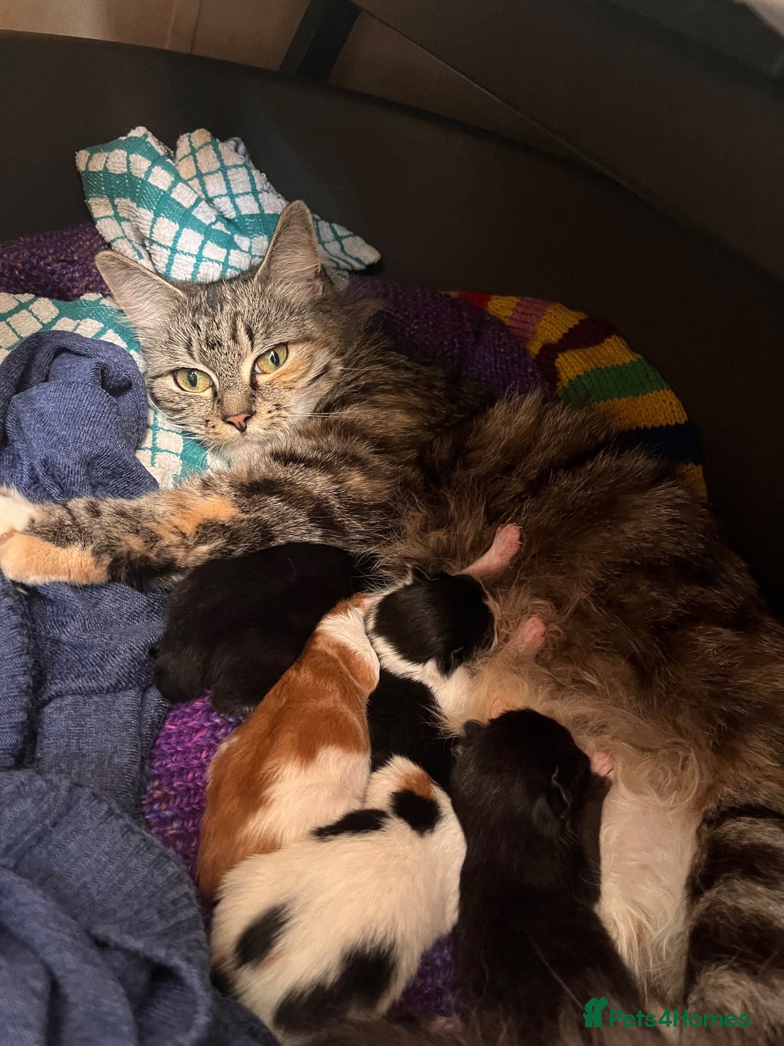 Mixed Breed cats 🐾 4 Male Kittens Looking for Loving Homes 🐾  - Advert 2