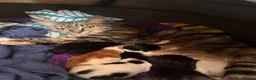 Mixed Breed cats for sale: 🐾 4 Male Kittens Looking for Loving Homes 🐾  - Advert 1