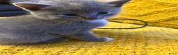 Domestic Shorthair cats for sale: 4 Beautiful Domestic Shorthair Kittens  - Advert 12