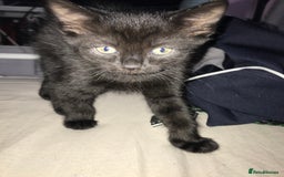 British Shorthair cats for sale: Tuxedo and black cat 🖤 - Image 6