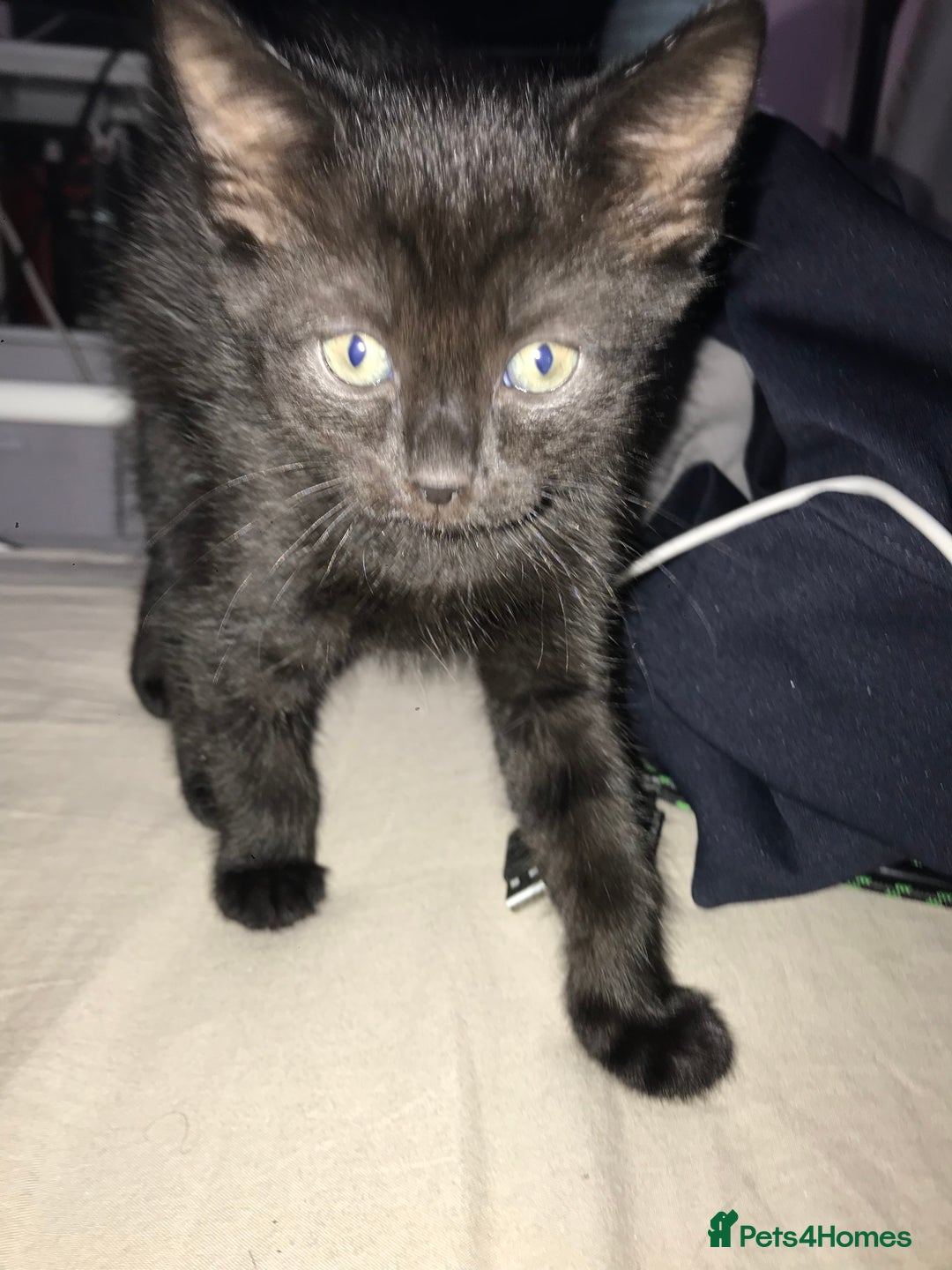 British Shorthair cats for sale: Tuxedo and black cat 🖤 - Image 6