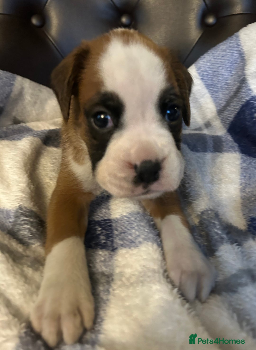 Boxer dogs for sale: 5 STAR LICENSE BREDDER 22 years experience  - Advert 6