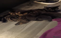 British Shorthair cats for sale: British shorthair/black ghost tabbys - Image 6